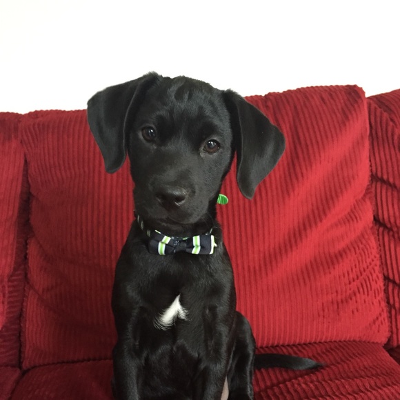 Meet your Posher, Susan - Picture 1 of 1